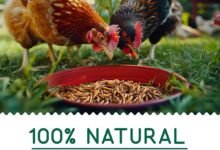 Bird Food : Discover Nutrient-Rich Options