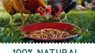 Bird Food : Discover Nutrient-Rich Options