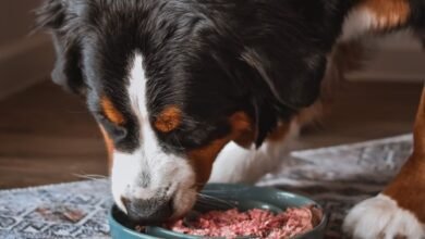 Canned Dog Food: Unleash the Nutritional Power!