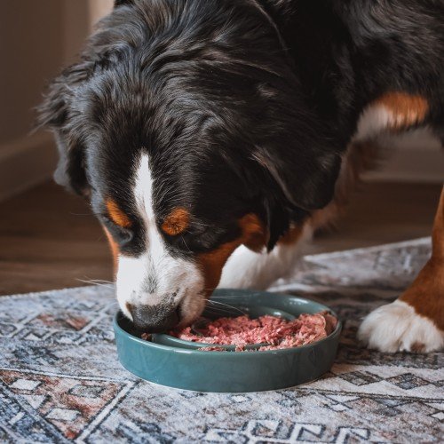 Canned Dog Food: Unleash the Nutritional Power!