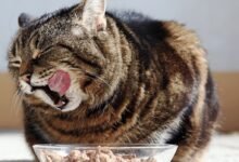 Cat Food : The Ultimate Guide to Choosing the Best Nutrition for Your Feline Friend