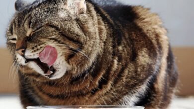 Cat Food : The Ultimate Guide to Choosing the Best Nutrition for Your Feline Friend