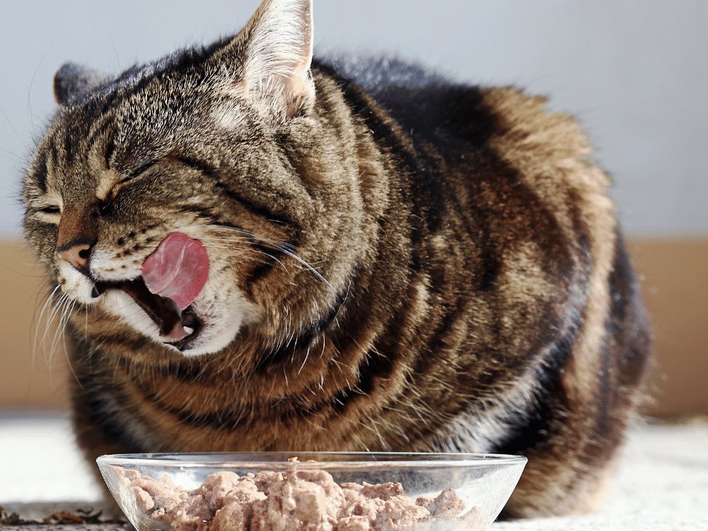 Cat Food : The Ultimate Guide to Choosing the Best Nutrition for Your Feline Friend