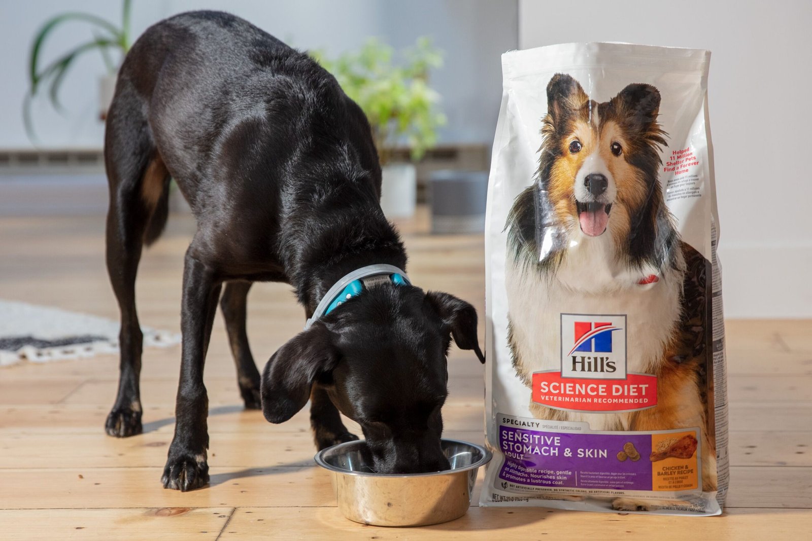 Hills Science Diet Dog Food: A Complete Review of the Best Nutrition for Your Pet