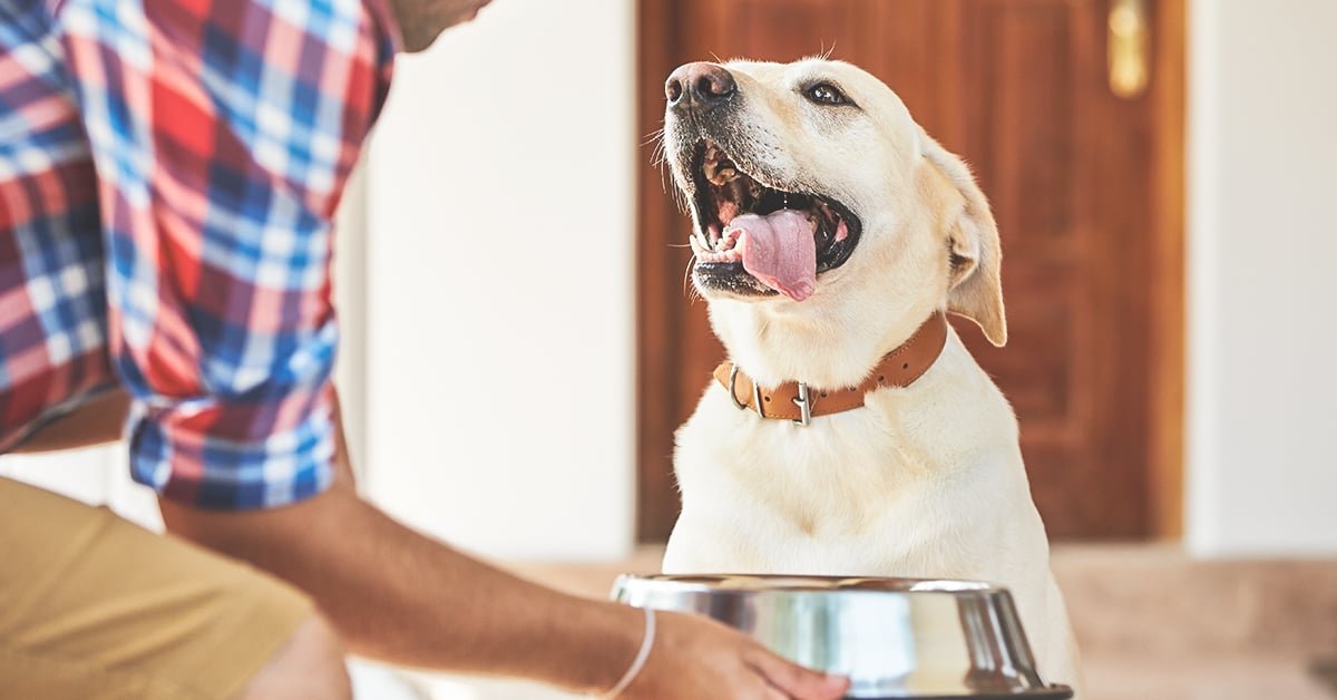 Pet Food Bowls: Choosing the Best for Your Furry Friend